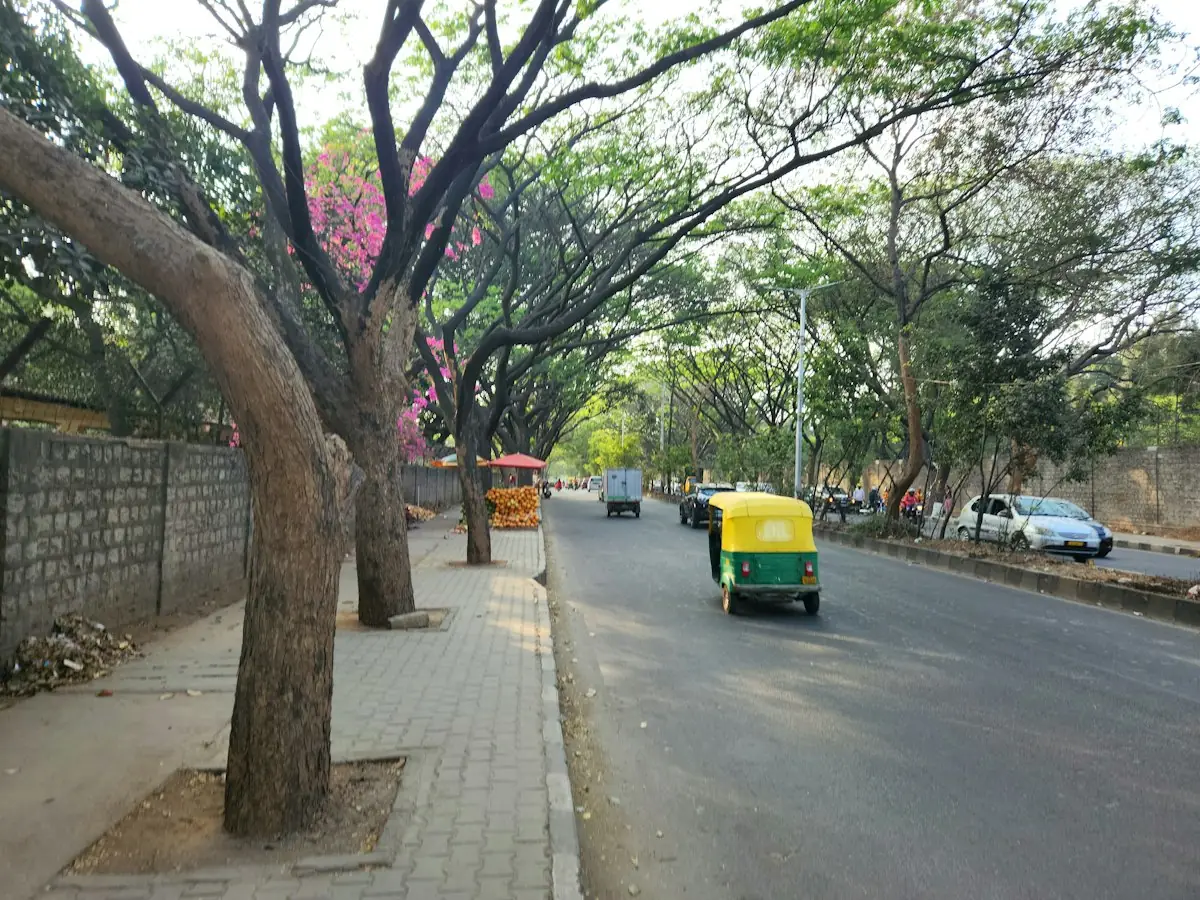 A tree-lined road in Bengaluru with an auto-rickshaw
